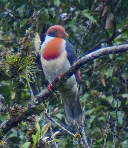 Flamebreasted fruitdove 1pt