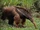 Giant Anteater