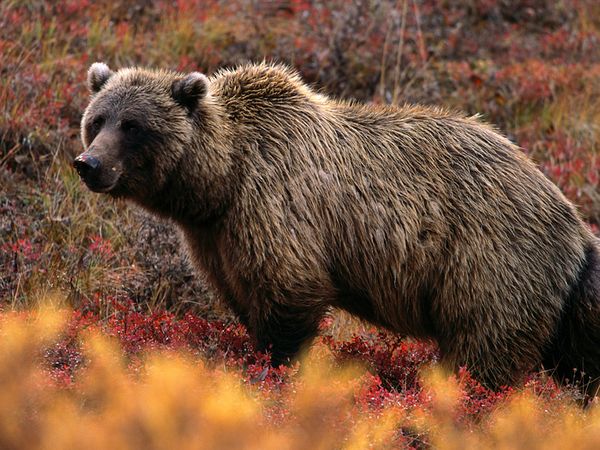 BBC Earth - Mama bear 🐻 ⁣ The term mama bear doesn't come from nowhere.  Solitary animals, grizzly bears (Ursus arctos horribilis) are not usually  seen living close together, but do so