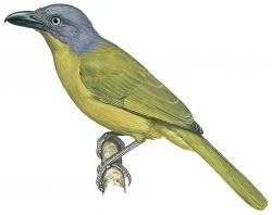 14 01 005 Malaconotus gladiator