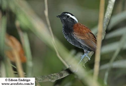Conopophaga melanogaster ok