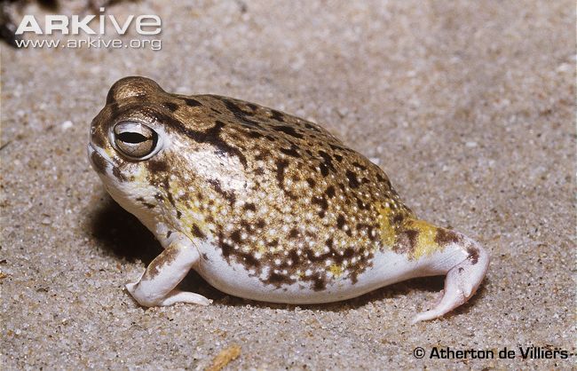 desert rain frog size