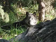 Grey Wolf14.webp (275 KB)