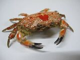 Mosaic Reef Crab