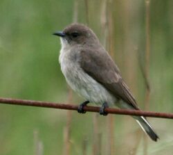 Wahlberg's Honeyguide (Prodotiscus regulus)2