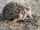 Daurian Hedgehog