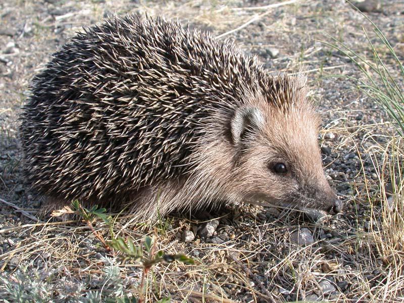 Daurian Hedgehog | Animal Database | Fandom