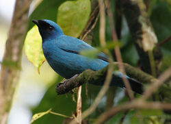 Blue-Cuckooshrike-Cameroon-by-Paul-Ellis-original