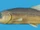 Eğirdir Minnow