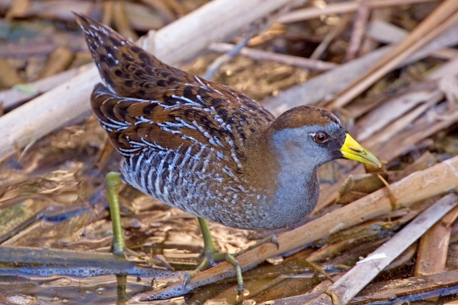 Sora | Animal Database | Fandom