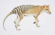 Thylacine color illustration