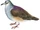 Tuxtla Quail-dove
