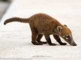 Cozumel Coati