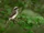 Common Woodshrike