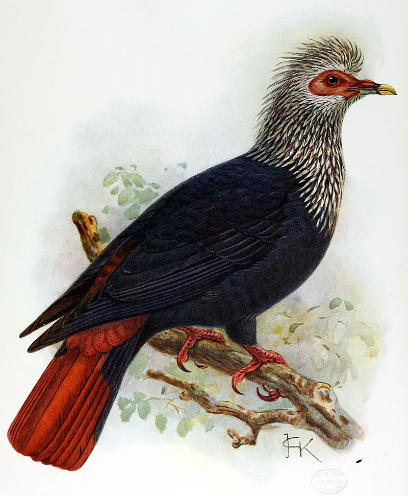 Mauritius Blue Pigeon | Animal Database | Fandom