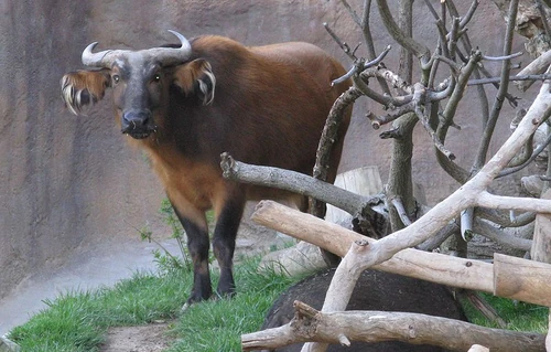 An African Forest Buffalo at San Diego Zoo