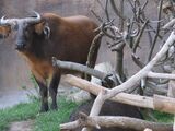 African Buffalo