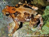 Black-throated Climbing Frog