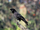 Hawaiian Crow