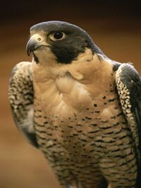 Peregrine Falcon