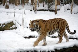 Reliable weight data for wild tigers are difficult to find