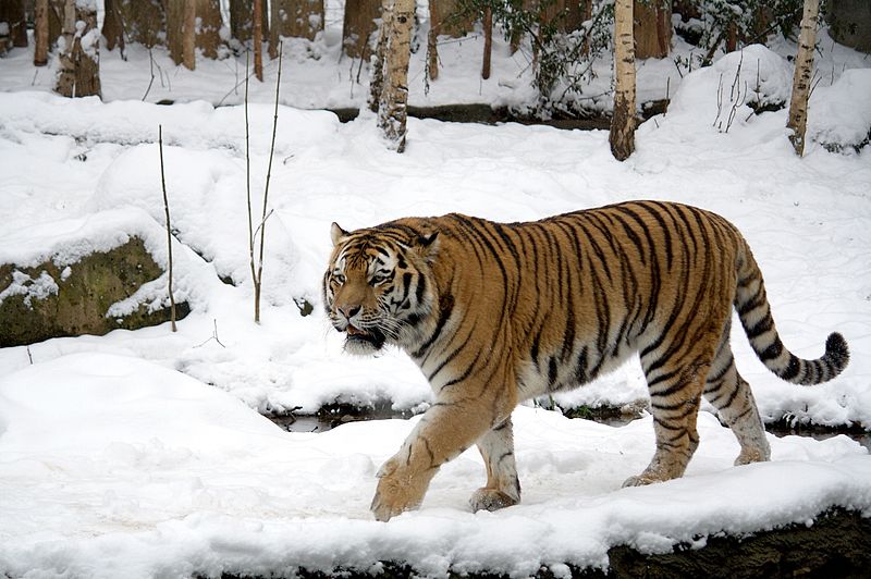 siberian tiger being hunted