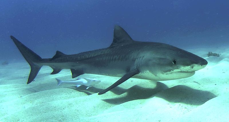 Carcharhinidae | Animal Database | Fandom
