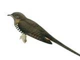Barred Long-tailed Cuckoo