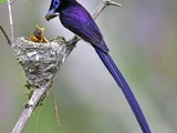 Japanese Paradise Flycatcher