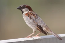 Male house sparrow