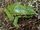 Angiana Tree Frog