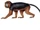 Miss Waldron's Red Colobus