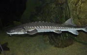 Sturgeon-1