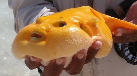 Blobfish - Ugliest animal of world MUNDUS 2035