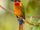 Red-throated Bee-eater