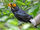 Yellow-faced Myna