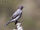 Red-crested Cotinga