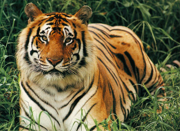 White Bengal Tiger, Animal Database