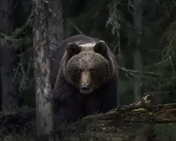 Brown Bear12