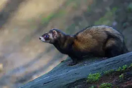 Domesticated Ferret0