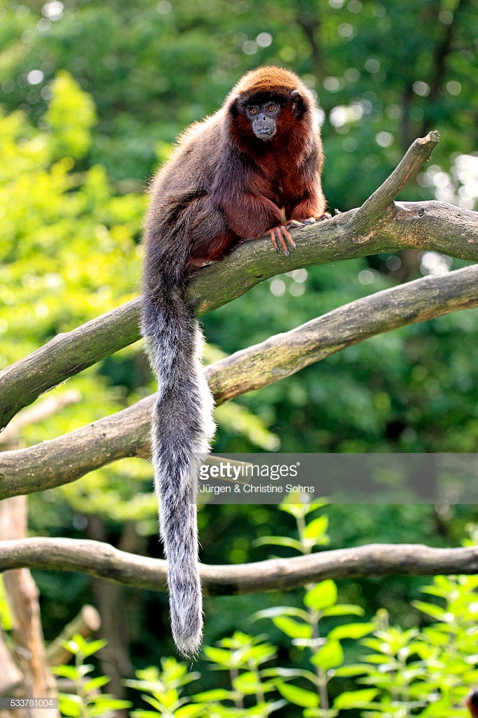 Red-Bellied Titi, Red-bellied titis are small and furry monkeys. They  sport long tails that are gray at their base and white at their tip. The  fur on their backs and outer