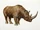 Woolly Rhinoceros
