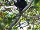 Kloss's Gibbon