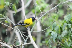 Montane Oriole