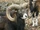 Mouflon