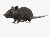 Blue-gray Mouse