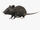 Blue-gray Mouse