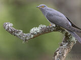 Common Cuckoo