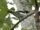 Pygmy Cuckooshrike