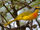 Orange-breasted Bushshrike